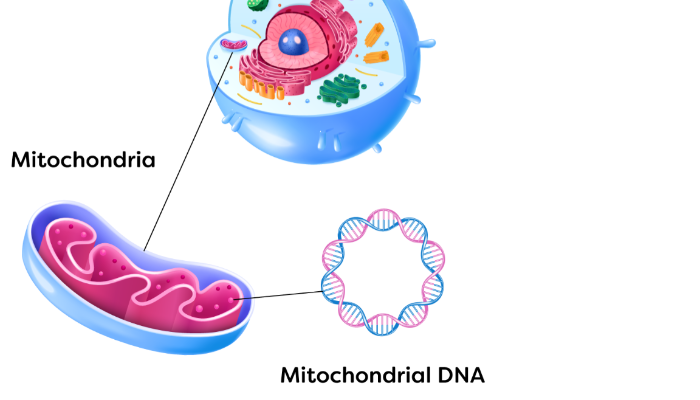 मायटोकोंड्रियल डोनेशन उपचार (Mitochondrial Donation Treatment - MDT)